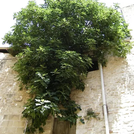 Pensjonat Palazzo Rizzi Dimora Dei Templari